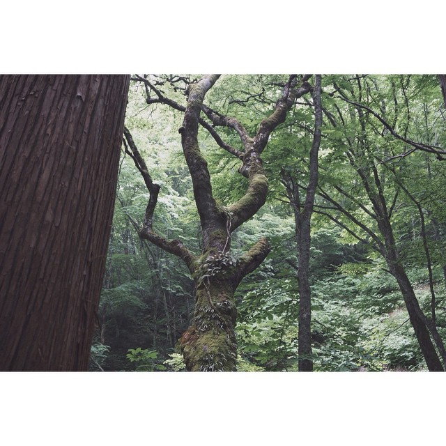 「森へ行ってきます」(もたいまさこふうに)#森 #プチトレッキング #会津 #猪苗代 #forest #trekking